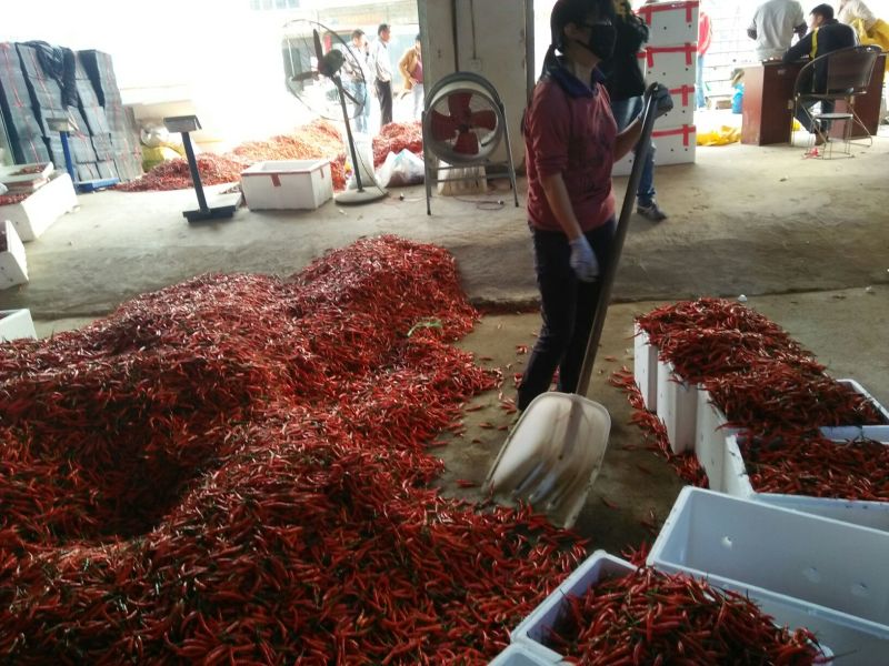 广西南宁横州市产地直发朝天椒10~15厘米中辣红