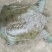 生态甲鱼2.5~3斤