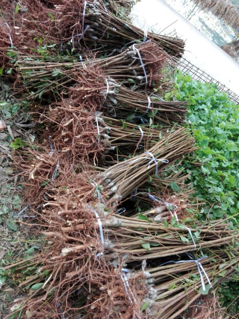 脆红李子树苗100~150cm