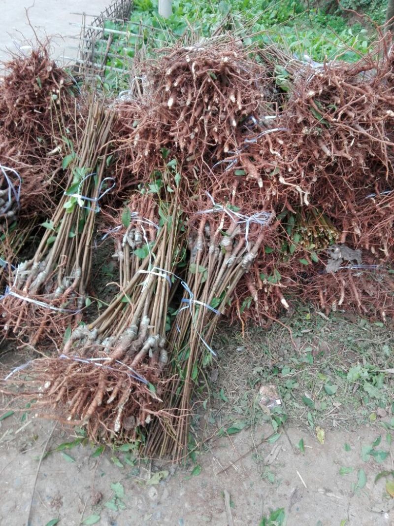 脆红李子树苗100~150cm