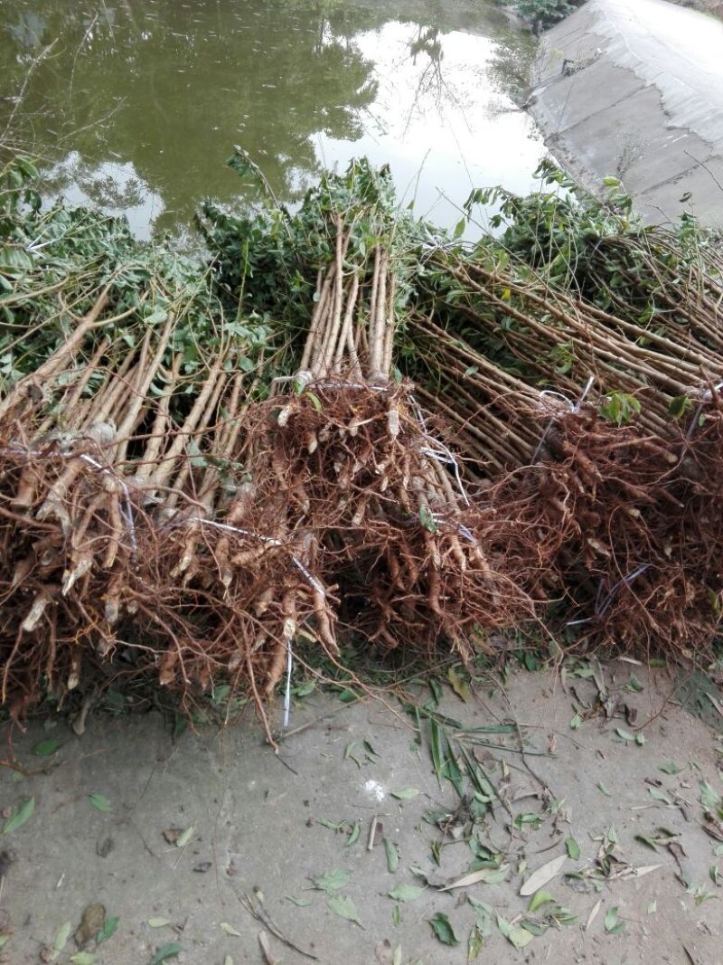 脆红李子树苗100~150cm