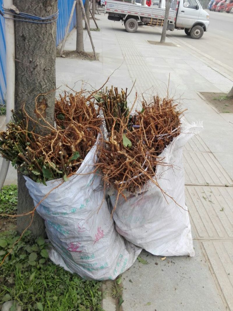 脆红李子树苗100~150cm