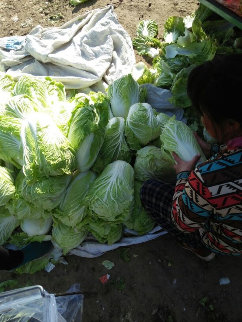河南原产地大白菜物美价廉，欢迎新老客商联系咨询！