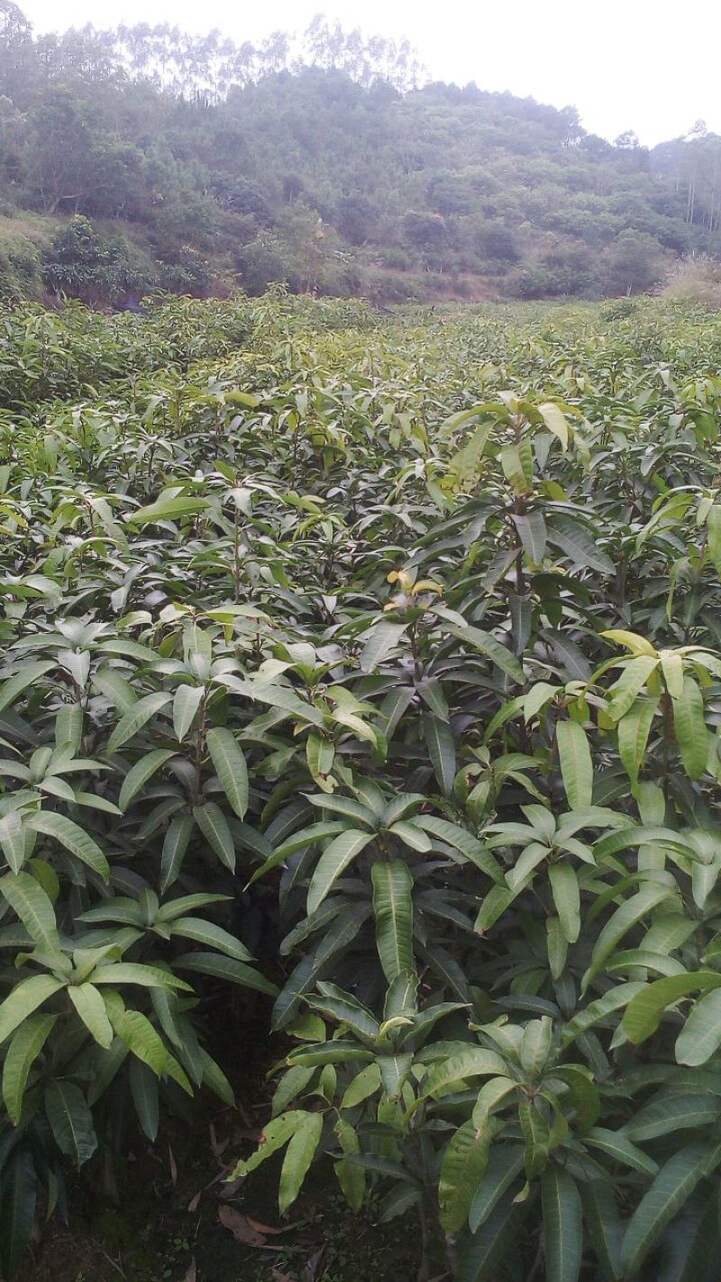 金煌芒果苗四季芒果贵妃芒果台农芒果苗一手货源基地直发
