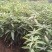 金煌芒果苗四季芒果贵妃芒果台农芒果苗一手货源基地直发