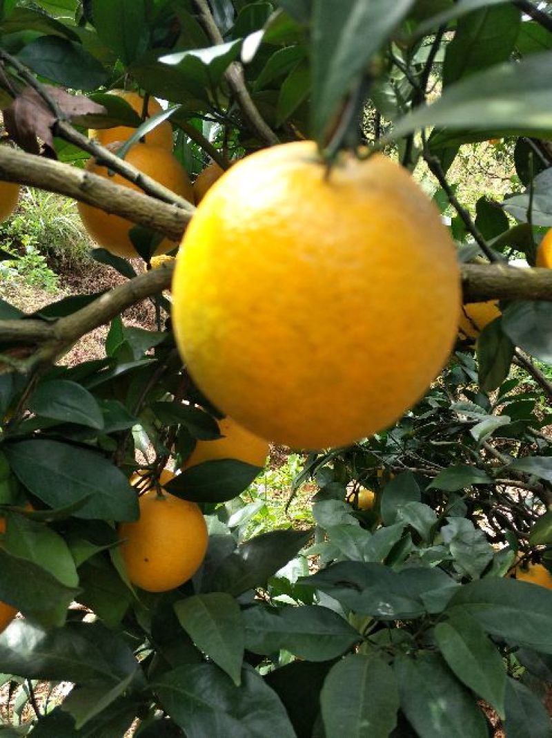 纽荷尔脐橙65~70mm