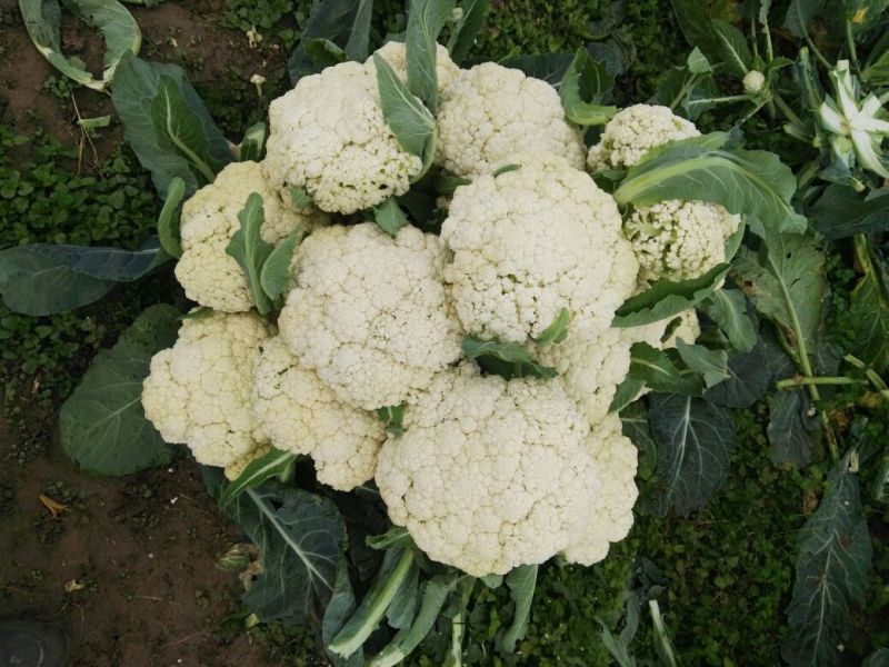 松花菜1～2斤，米黄，