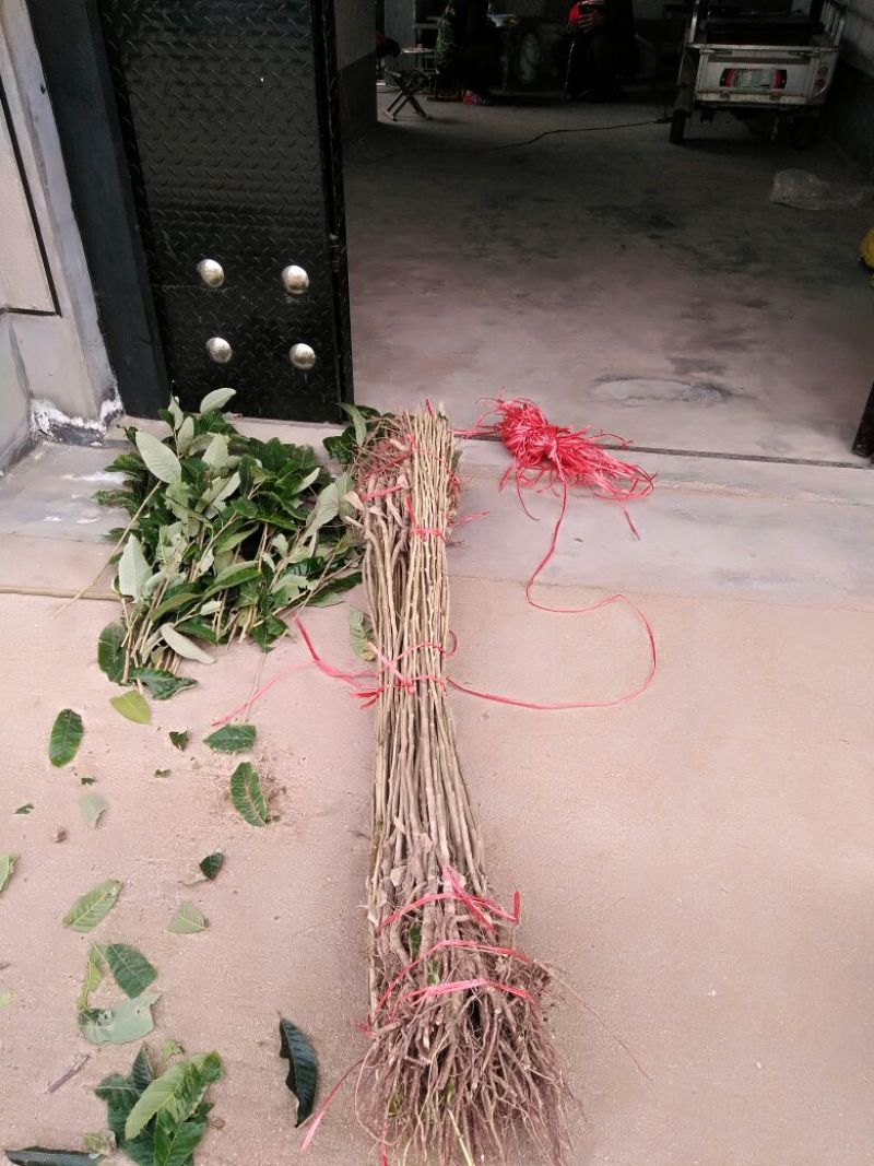 板栗树苗60~70cm包品种包成活死苗免费补发包邮