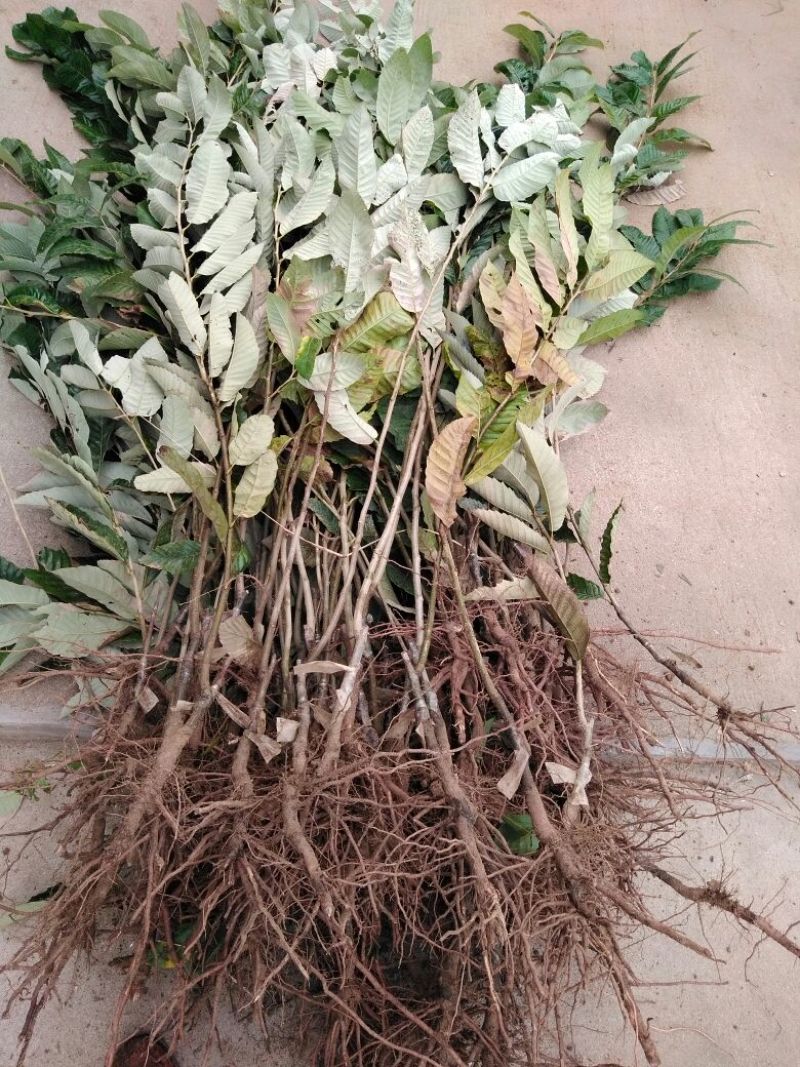 板栗树苗60~70cm包品种包成活死苗免费补发包邮