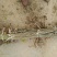 板栗树苗60~70cm包品种包成活死苗免费补发包邮