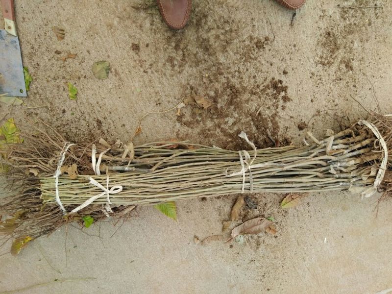 板栗树苗60~70cm包品种包成活死苗免费补发包邮
