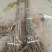 板栗树苗60~70cm包品种包成活死苗免费补发包邮
