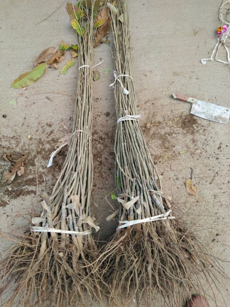 板栗树苗60~70cm包品种包成活死苗免费补发包邮