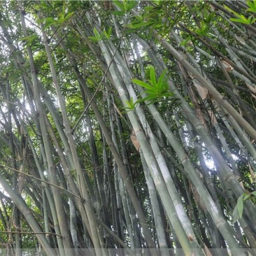 竹子5~6m