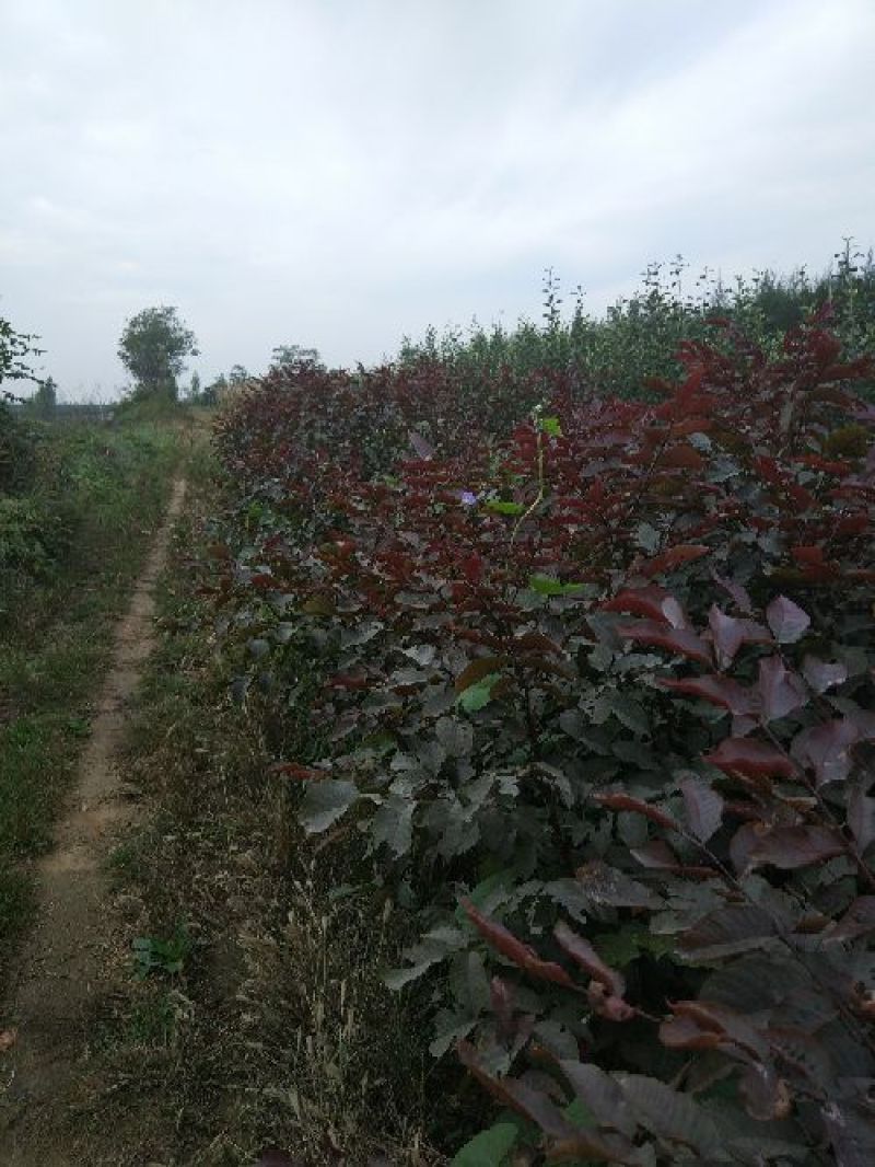 美国黑核桃树苗紫叶紫核桃