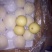 河北皇冠梨大量有货价格便宜产地直发一手货源