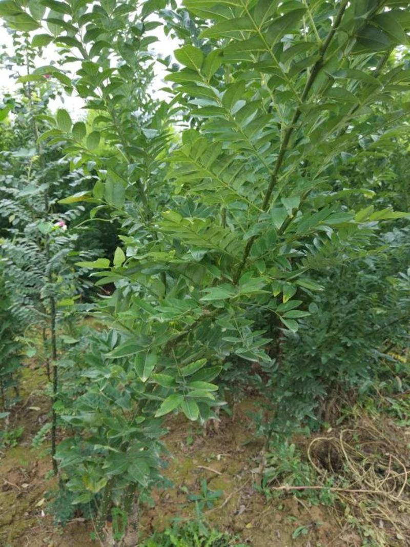 新品种高产双季槐米苗80cm以上