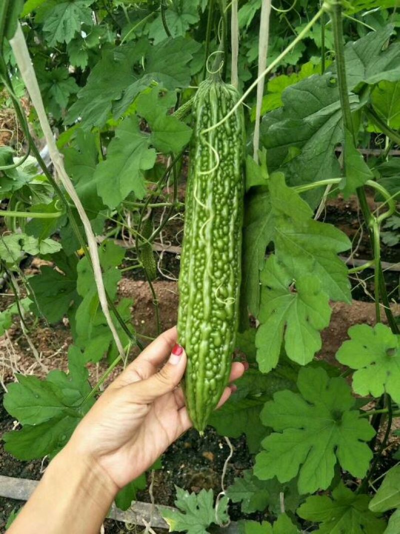 苦瓜苗
