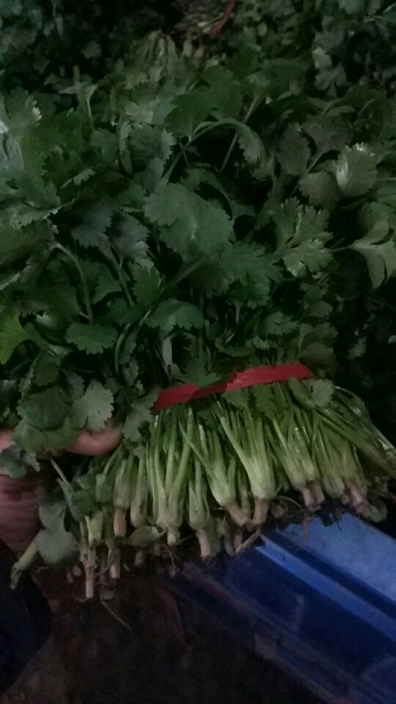 大叶香菜20~30厘米