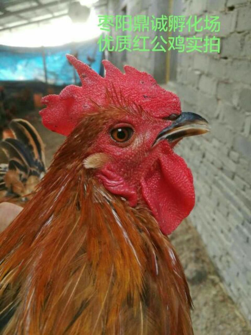青脚麻鸡苗出壳苗35~45克雄