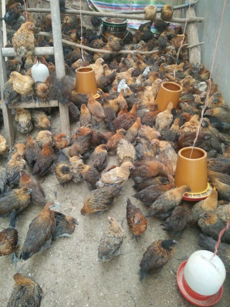土鸡苗脱温苗500克以上通货