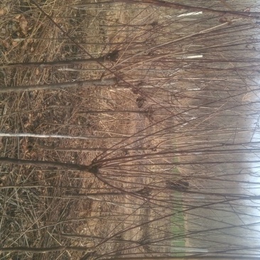 核桃苗50~100cm3~4年
