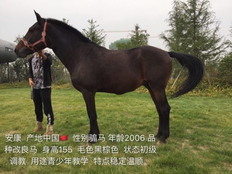 肉马400~500kg