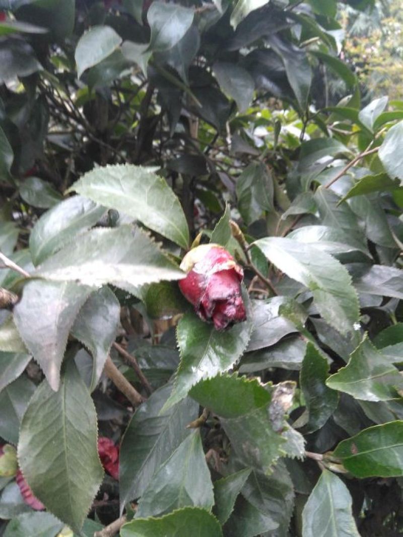 造型树黑玫瑰山茶花