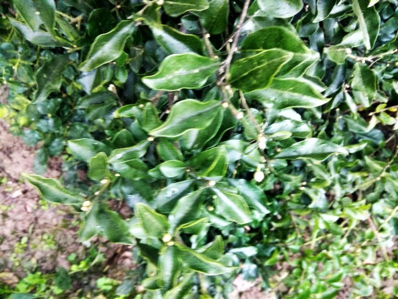 造型树黑玫瑰山茶花