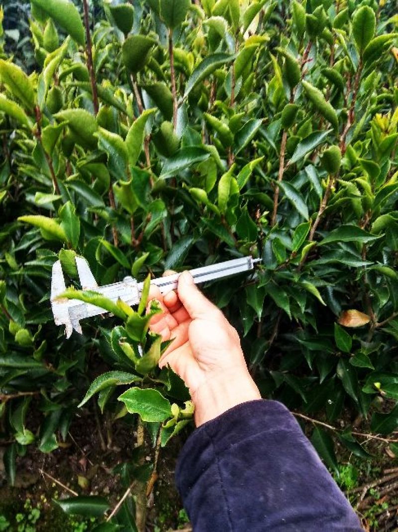 造型树黑玫瑰山茶花