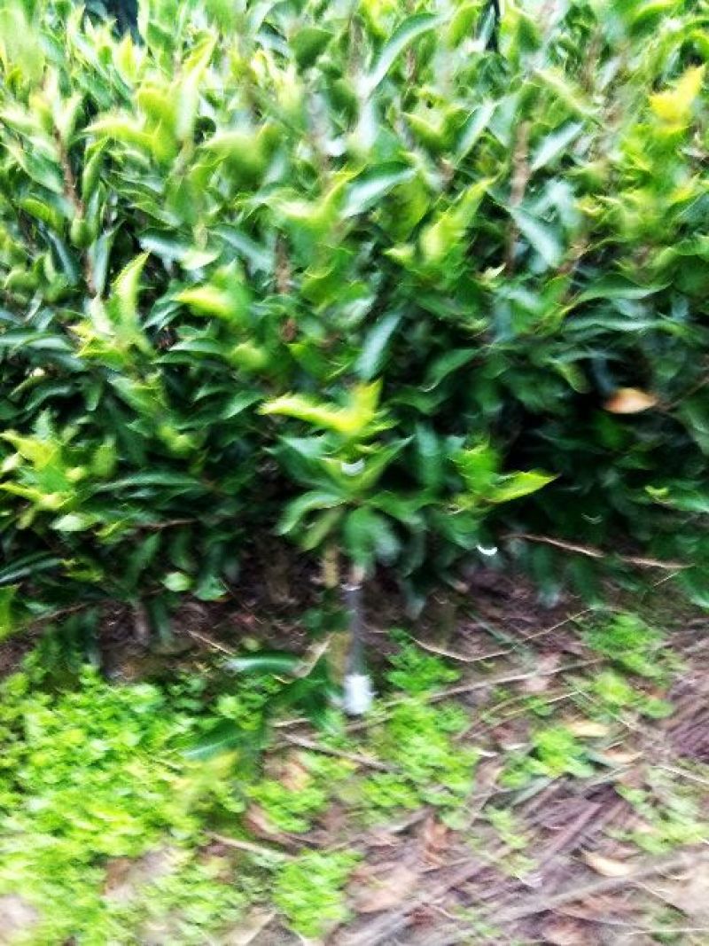 造型树黑玫瑰山茶花