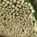 河北芹菜质量好价格低量大优惠常年供应欢迎咨询一手货源