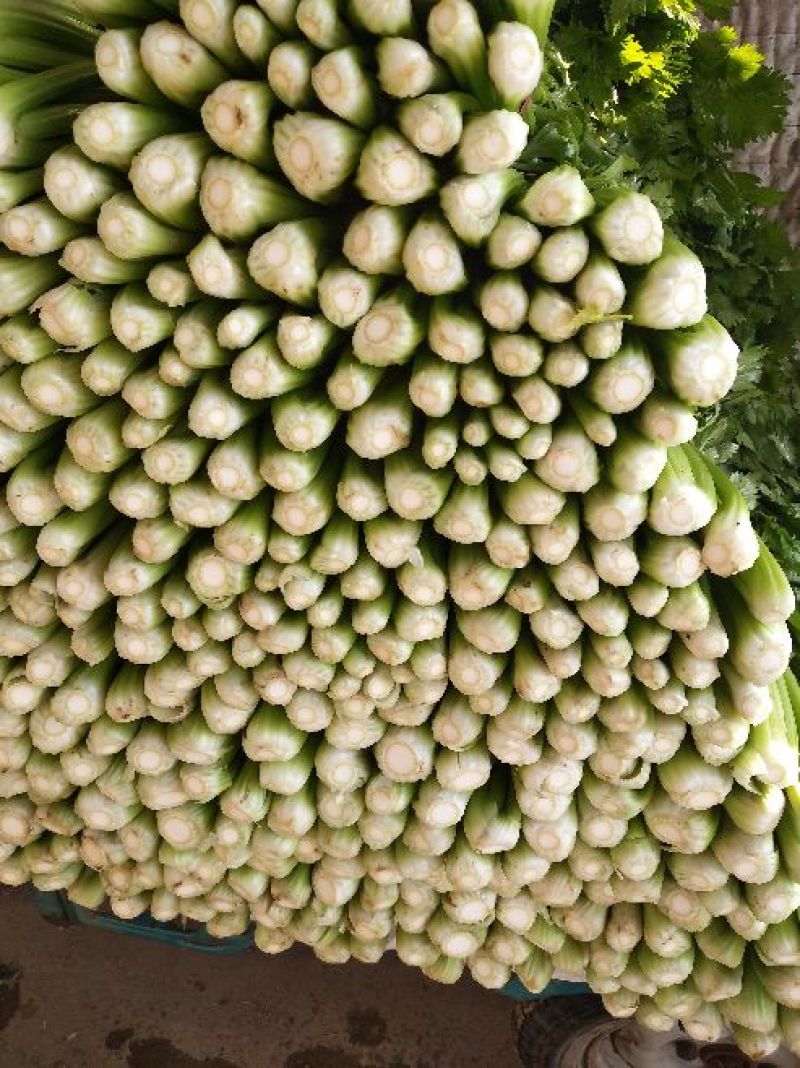 河北芹菜质量好价格低量大优惠常年供应欢迎咨询一手货源