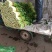 河北芹菜质量好价格低量大优惠常年供应欢迎咨询一手货源