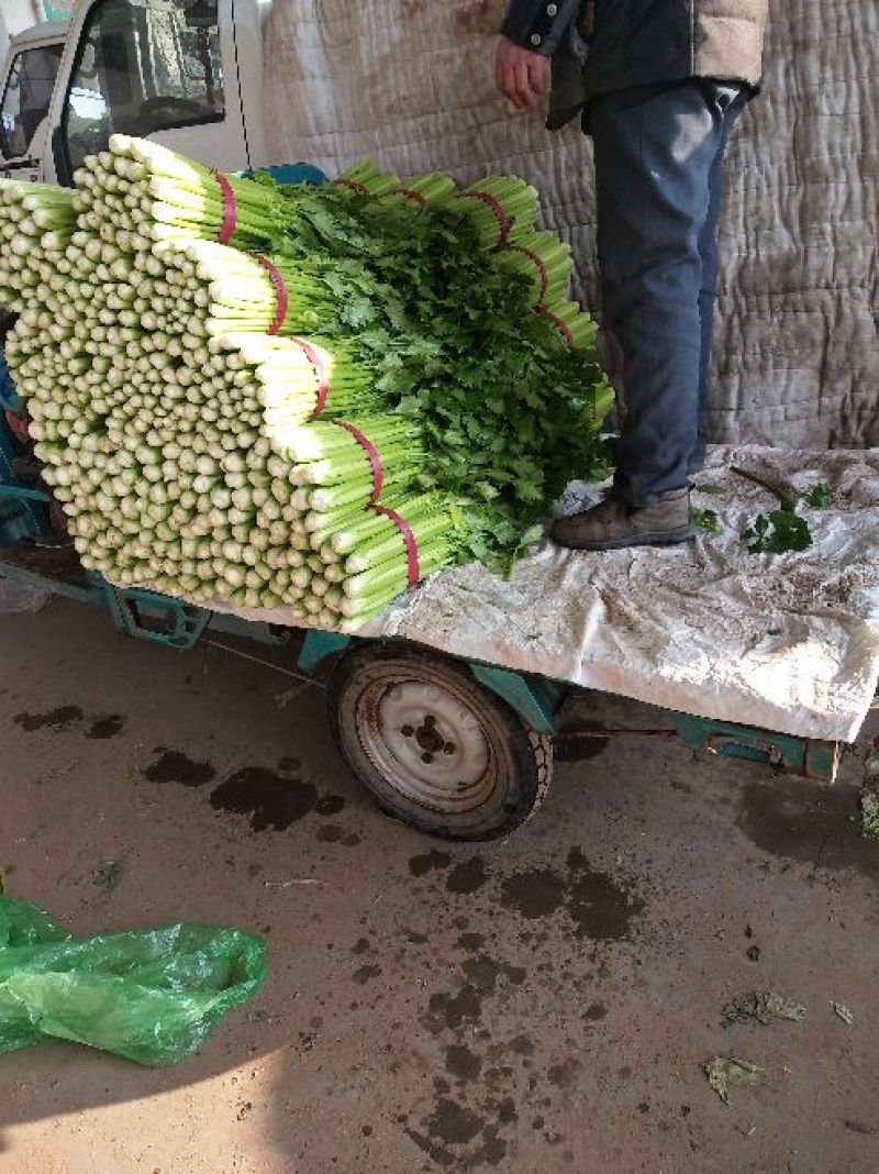 河北芹菜质量好价格低量大优惠常年供应欢迎咨询一手货源