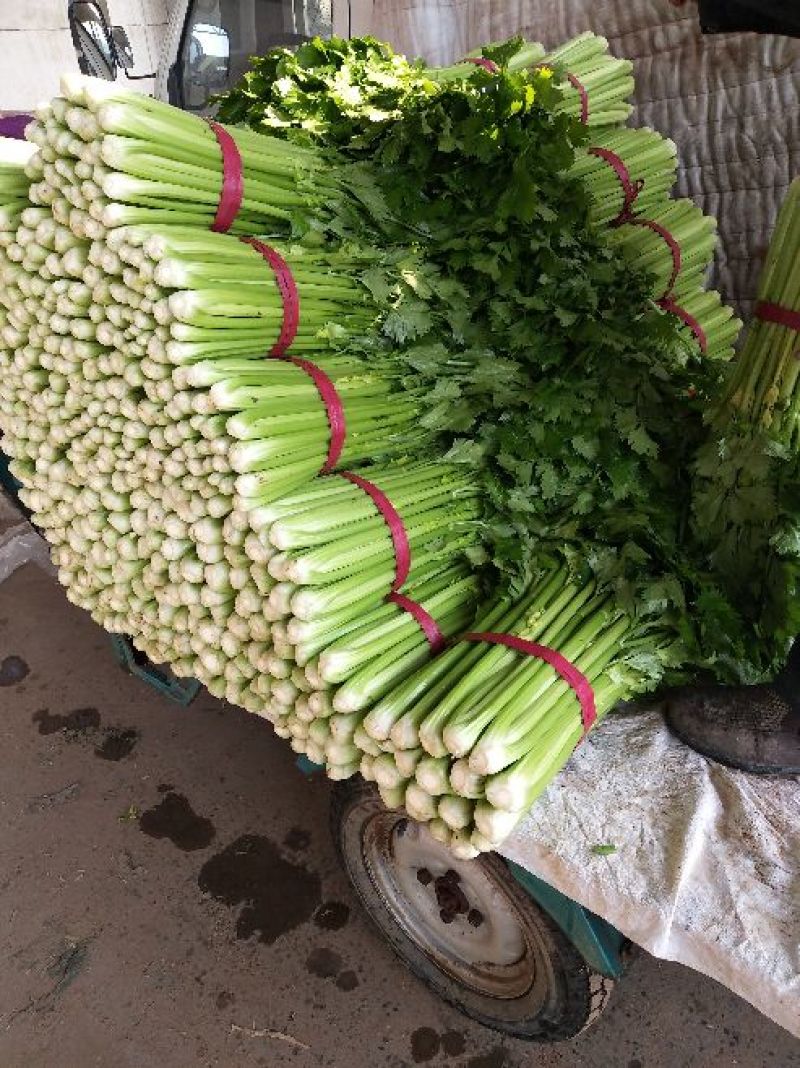 河北芹菜质量好价格低量大优惠常年供应欢迎咨询一手货源