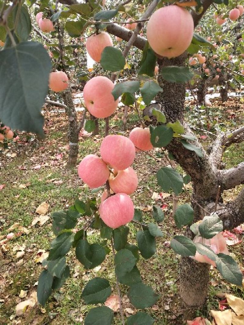 新鲜红富士苹果六毛起批产地直销常年供应一手货源