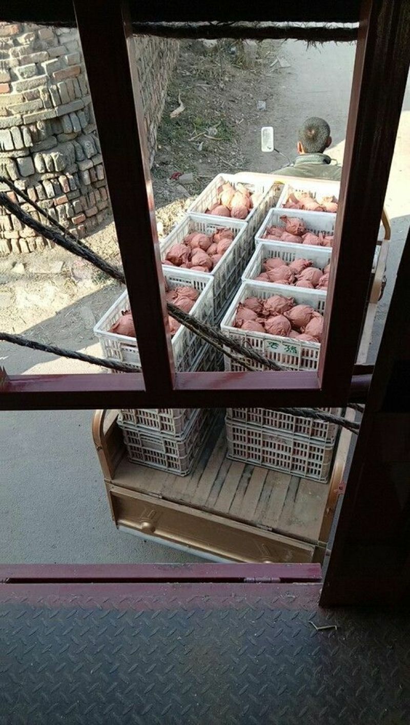酥梨300~350g纸袋