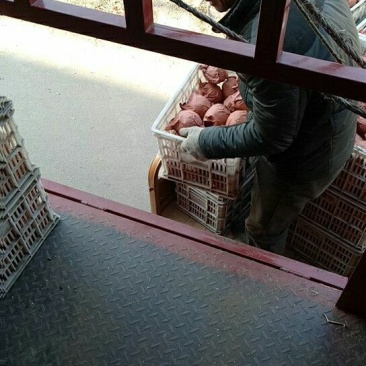 酥梨300~350g纸袋