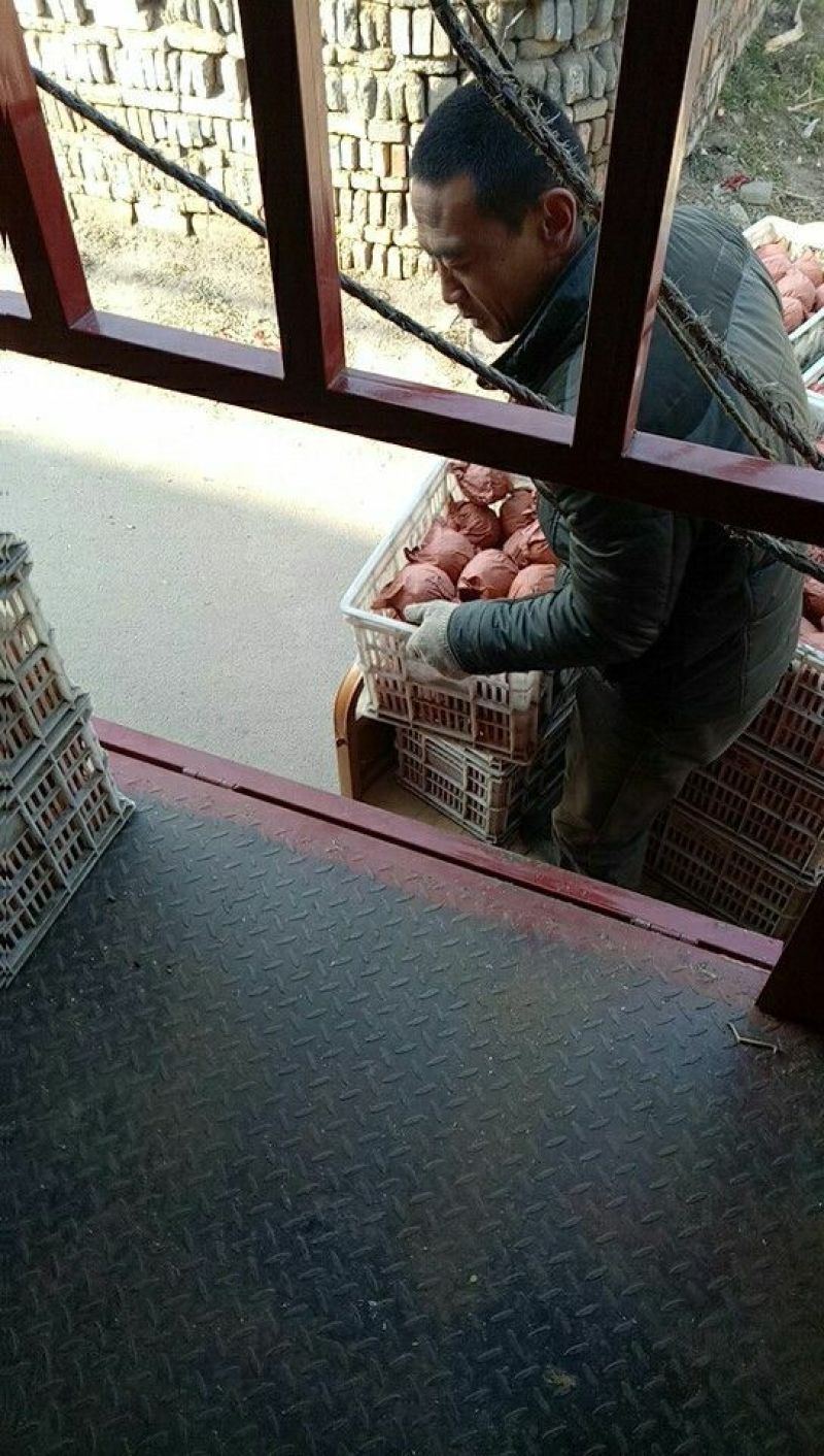 酥梨300~350g纸袋