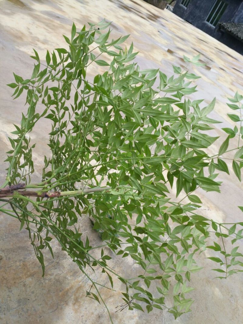 南天竹150cm以上