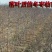 枣树苗50~80cm嫁接一年苗冬枣脆甜无渣