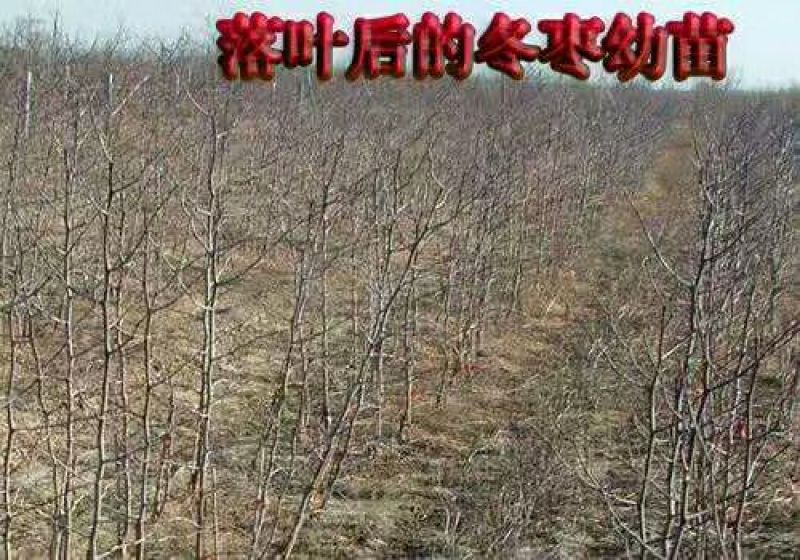 枣树苗50~80cm嫁接一年苗冬枣脆甜无渣