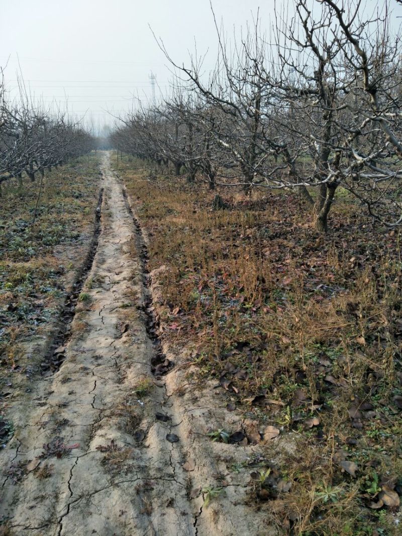 梨树14~16cm2.5~3米