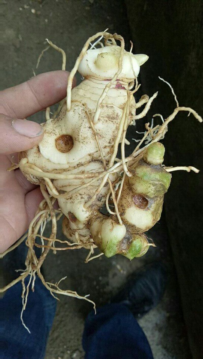黄精甜统个野生高山甜黄精