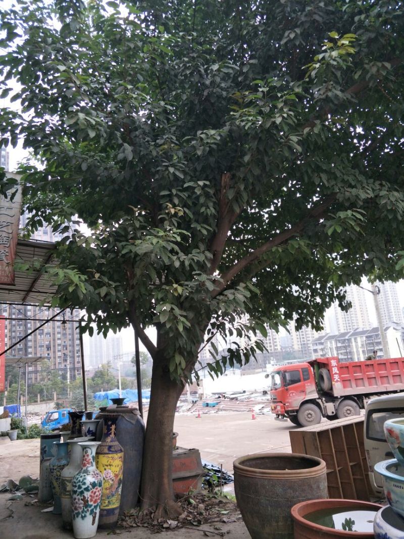 黄葛树3m以上