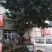 黄葛树3m以上