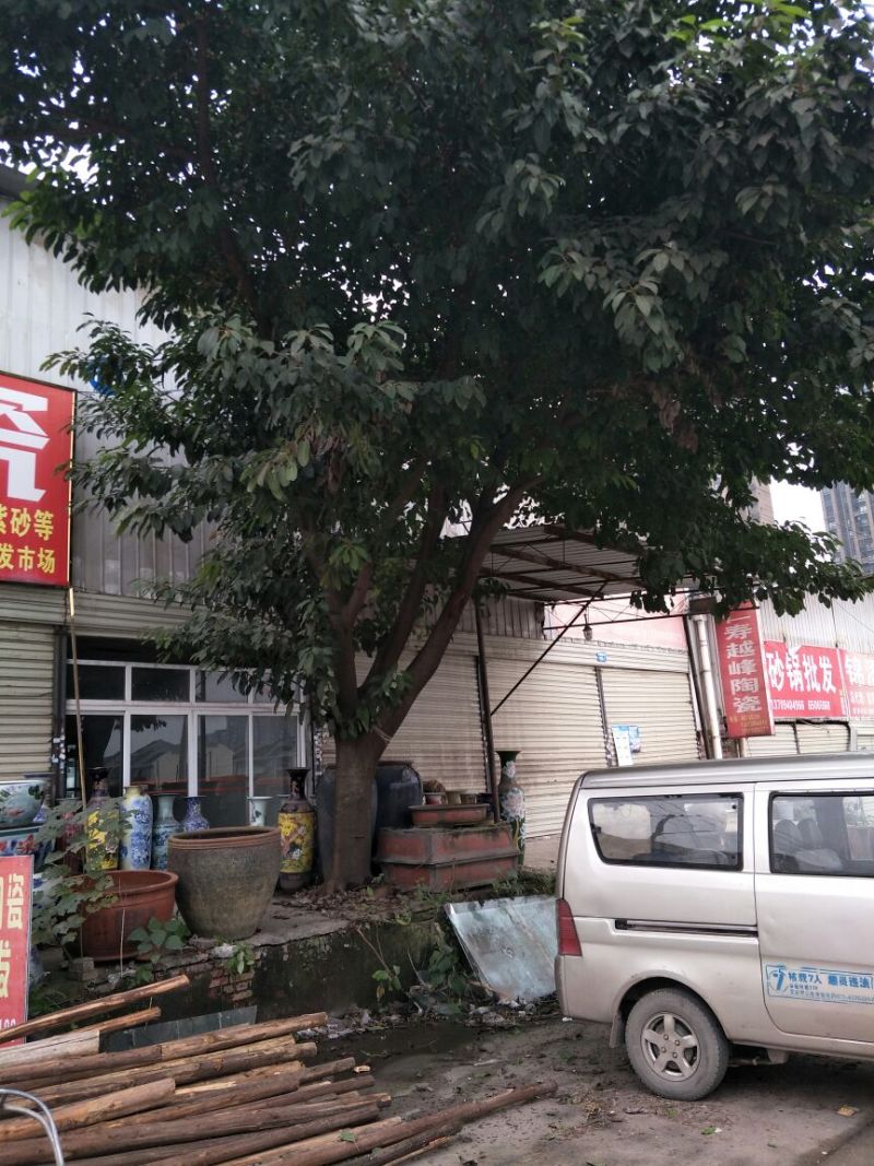 黄葛树3m以上
