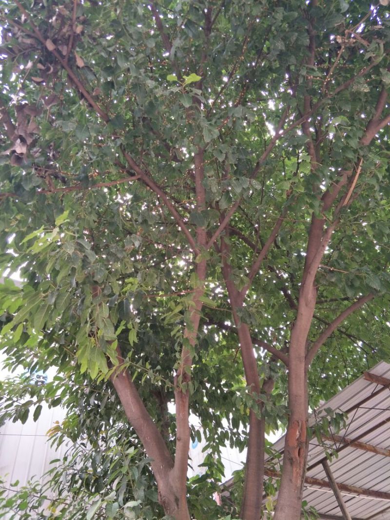 黄葛树3m以上