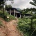 黑山羊种羊80~110斤